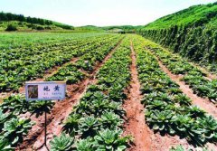 <b>山东：德州市中草药种植成农民增收致富新路径 亩产效益可达2000元</b>