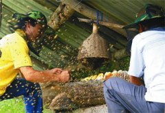 <b>陕西：留坝全县“甜蜜”产业让群众走上致富路 年产蜂蜜1.5万余公斤</b>