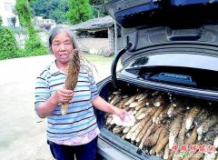 <b>四川：天全县引种野生山药 造富有方</b>