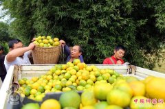 <b>四川：泸州护国镇 万亩蜜桔大丰收 带动4000余农户增收致富</b>