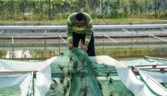 <b>江苏省：常州市农民今年一鼓作气养殖出＂蟹王＂</b>