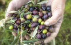 <b>甘肃：油橄榄成陇南农民的“致富果” 产量预计达3.6万吨</b>
