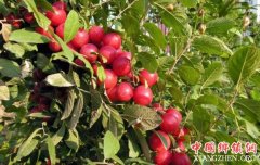 <b>醉心钙果栽培 带着农民富</b>
