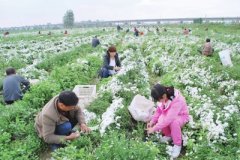 <b>河南：南阳市返乡创业种植菊花 花儿绽放农民采摘忙</b>