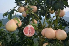 <b>福建省：柚子丰收 蜜柚“贵族”三红蜜柚也放下身段</b>