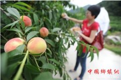 <b>浙江省：丁宅冬桃果品利用“时间差”走俏市场 献上“醉美味道”</b>