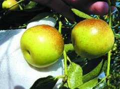 <b>山东省：冬枣变成“玛瑙” 青农大新技术栽培＂高档水果＂</b>