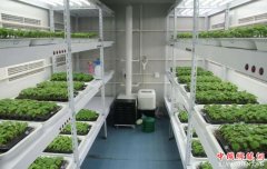 <b>植物工厂 颠覆传统农业种植方式</b>