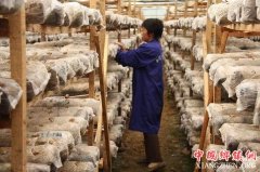 <b>四川：资阳市小小食用菌 挑起村集体经济大梁</b>