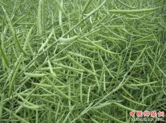 <b>四川：计划小春粮食种植2586万亩 调减小麦扩种油菜</b>