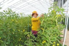 <b>西藏：大力发展高原生态农业 助力农牧民脱贫致富</b>