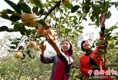 <b>河北：临城林果飘香富农家</b>