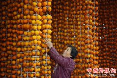 <b>陕西：富平 累累红柿染金秋</b>