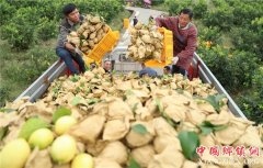 <b>四川：华蓥 金秋柠檬香</b>