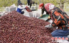 <b>新疆：若羌 红枣似蜜甜</b>