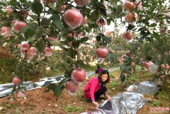 <b>山西省：稷山县科学管理打造稷山县优质苹果品牌</b>