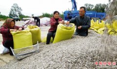 <b>辽宁省：义县小小葵花籽扶贫大产业</b>