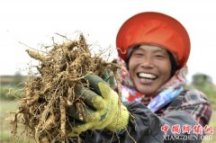 <b>山东：文登西洋参喜获丰收</b>