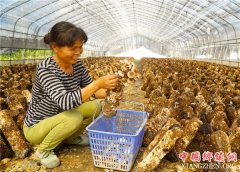 <b>江西：新余 蘑菇产业促脱贫</b>