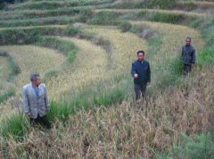 <b>湖南省：新化县水车镇原生态有机大米鼓起种植户“钱袋子”</b>