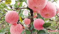 <b>甘肃：庆阳 小苹果如何“蜕变”成大产业</b>