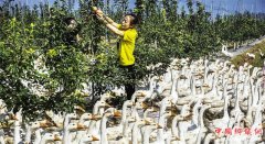 <b>河北：景县苹果园里养鹅忙</b>