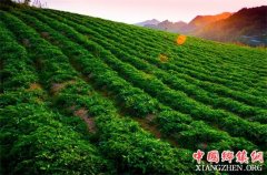 <b>贵州：到2019年中药材产业带动30万人精准脱贫</b>