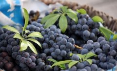 <b>贵州：又是一年秋收季 特色产业成美景</b>