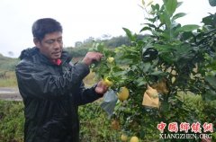 <b>重庆：梁平 聚奎柠檬首次挂果</b>