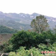 <b>重庆：武隆土地乡 乡间柿子飘香</b>