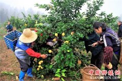<b>重庆：潼南区古溪镇 三千亩柠檬试果成功</b>