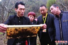<b>陕西：宝鸡渭滨区 中蜂养殖全覆盖做强产业促脱贫</b>