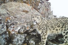 <b>四川卧龙雪豹数量不少于26只</b>