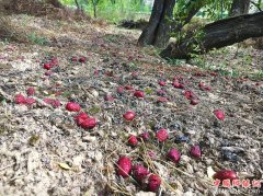 <b>陕北红枣产业兴衰调查：大红枣儿满枝头</b>