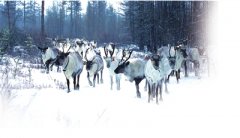 <b>舞动冷资源 内蒙古旅游进入全景时代</b>