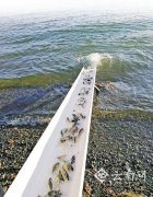 <b>近200万尾鱼苗游进程海阳宗海 水域生态环境得到改善</b>