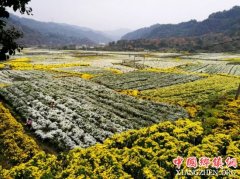 <b>休宁田野菊海美</b>