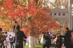 <b>双休日，7万人去南京栖栖霞山赏红叶</b>