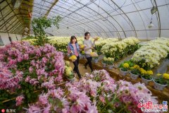 <b>2017第九届菊花美食节在北京平谷开幕</b>