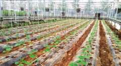 <b>农业部推进农膜回收行动 治理“白色污染”要综合施策</b>