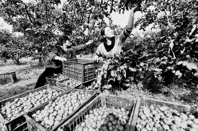 乡村振兴战略：农村发展新蓝图