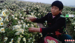 <b>枣庄镇晶龙菊业家庭农场菊花采摘见闻</b>