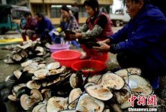 <b>江西万年：珍珠产业帮农民走上致富路</b>