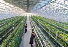 <b>现代农业让农民“冬闲”变“冬忙”</b>