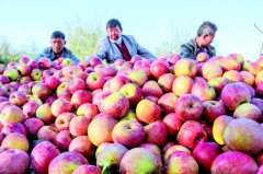 <b>威宁苹果喜获丰收</b>