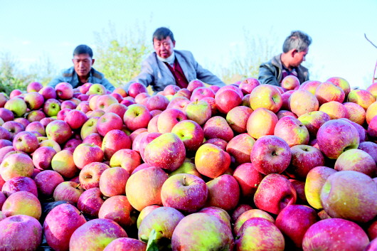 威宁苹果喜获丰收