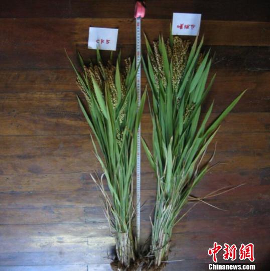 图为：水稻在新型叶面肥喷洒前后对比图。　熊义勤 摄