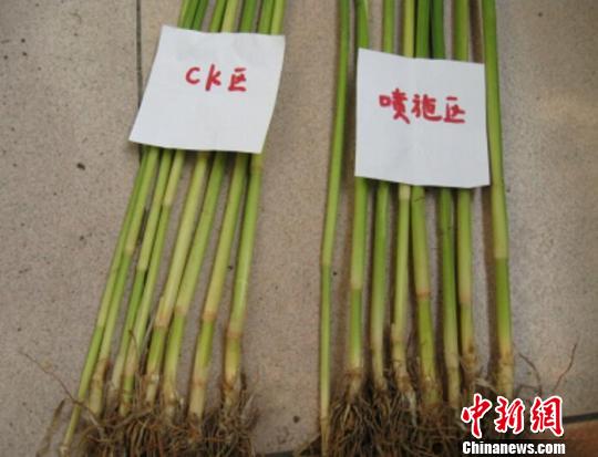 图为：水稻在新型叶面肥喷洒前后对比图。　熊义勤 摄