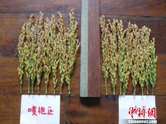 浙江研发新型水稻叶面肥“真打粮”促每亩增产近百斤