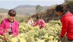 <b>河南林州：坡地经济结硕果 照亮脱贫致富路</b>
